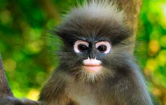 Monkey Wallpaper HD Pictures One Background