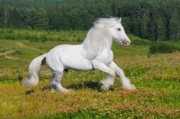 White Horse Wallpaper Beautiful Desktop