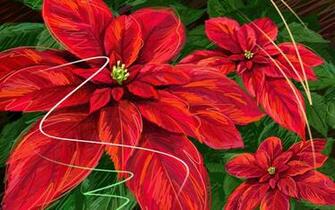 Christmas Poinsettia Wallpaper