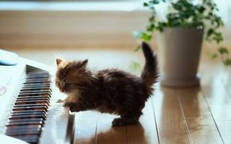 Cute Kitten Playing Piano Magic4walls