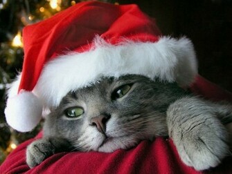 HD Wallpaper Christmas Kitten Widescreen