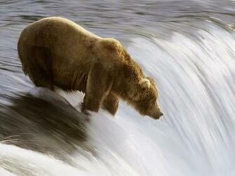 Screensaver Screensavers Grizzly Bear Fishing