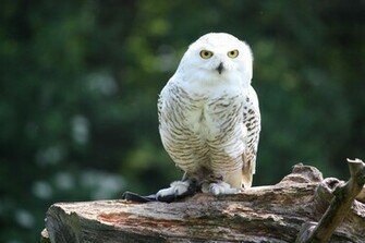 Owls Family Strigidae True Genus Bubo With Ears And Others