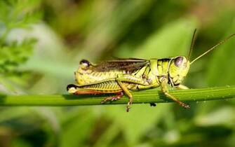 Grasshopper Full HD Wallpaper And Background