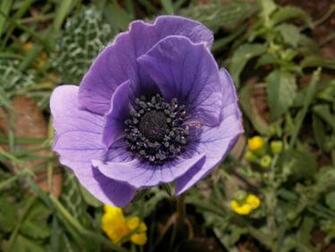 Purple Crown Anemone Wallpaper