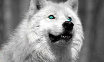 White Wolf HD Wallpaper For Android Appszoom