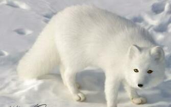 Arctic Fox Wallpaper