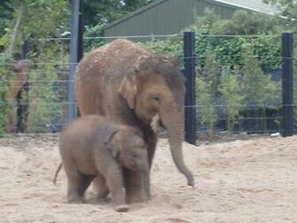 Baby Beautiful Asian Elephants Anak And Wallpaper For