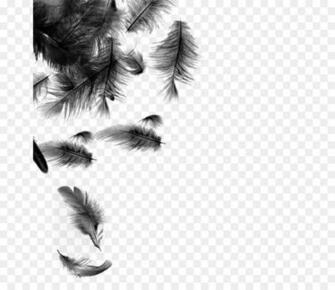Feather Close Up Png Transparent