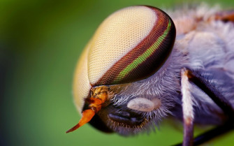 Insects Wallpaper