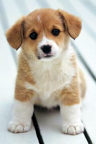 Cute Puppy Wallpaper Funny