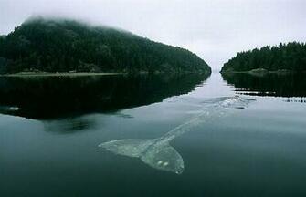 Jassy World Most Amazing Pictures In The
