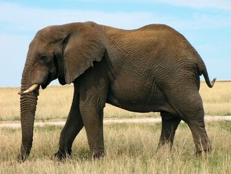 African Bush Elephant Pictures Pics Photos Wallpaper Desktop
