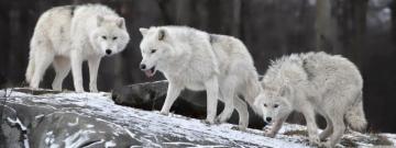 White Wolves Pack Ultra HD Desktop Background Wallpaper For 4k UHD