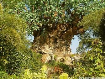 Animal Kingdom Disney World