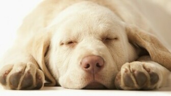 HD Wallpaper Yellow Lab X Kb Jpeg