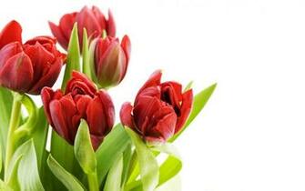 Tulip Screensavers Nature Wallpaper HD Background