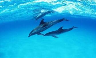Cute Dolphin Wallpaper