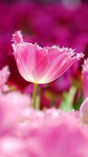 Pink Tulips Wallpaper iPhone Tulip Flowers