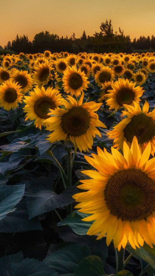 Sentimental Looming Sunflower iPhone Wallpaper