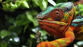 Chameleon Wallpaper HD