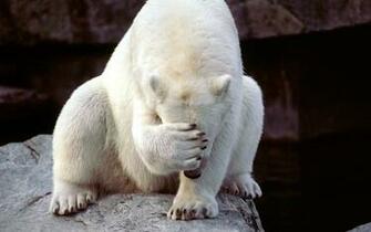 Funny Bear Wallpaper Desktop Animal