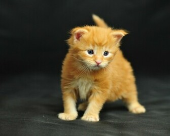 Image Wallpaper Funny Cat Ocean Maine Coon Kitten Lol Cats