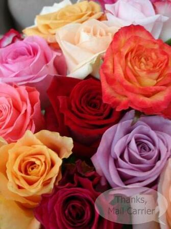 Pictures Of Different Color Roses HD Wallpaper Lovely