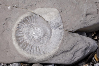 All About Ammonites Wallpaper