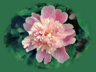 Pink Peony Wallpaper