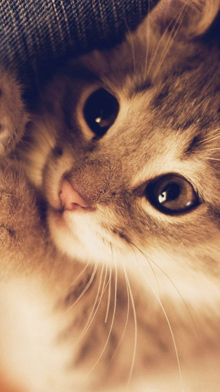 Cute Cat Wallpaper iPhone