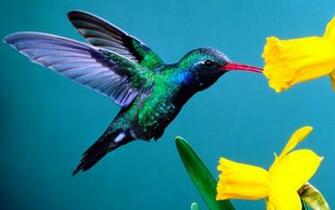 Hummingbird Wallpaper