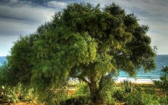 HD Wallpaper Desktop Big Trees