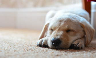 Puppy Wallpaper Widescreen HD