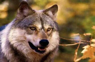 Awesome Wolf Wallpaper