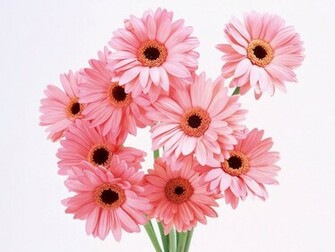 Flowers For Flower Lovers Beautiful Wallpaper