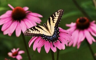 Swallowtail Butterfly Purple Coneflower Wallpaper HD
