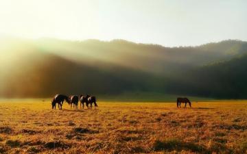 Animals Horses Landscapes Mountains Fields Fog Mist