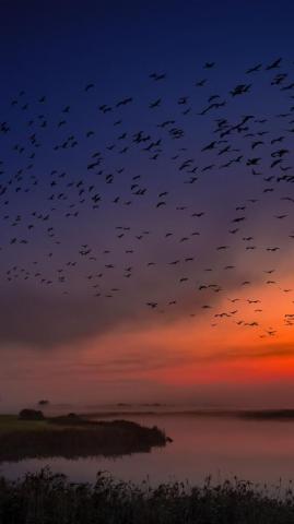 Sunset Birds Sky Coast Skyline Wallpaper