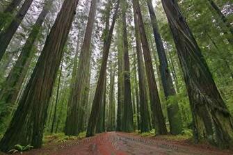 Wallpaper Background Redwood National Forest