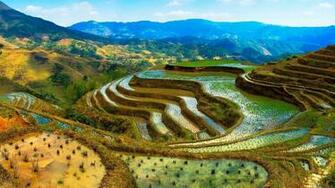 Rice Terrace Wallpaper And Background Image Net