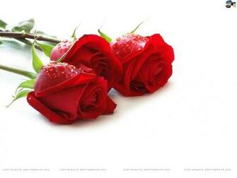 Wallpaper Flowers Roses