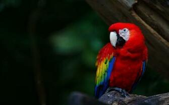 Macaw Parrot Wallpaper