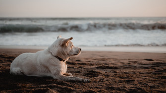 Wallpaper Id Dog White Beach Sand Sea 4k