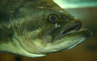 Largemouth Bass HD Wallpaper For Desktop