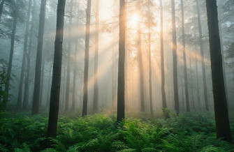 Foggy Forest Wallpaper
