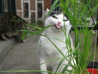 Derpy Cats Photo
