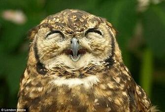 The Owls Think It S A Hoot Cat Finds Mew Sing And Wolf