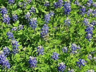 Bluebonnets Wallpaper