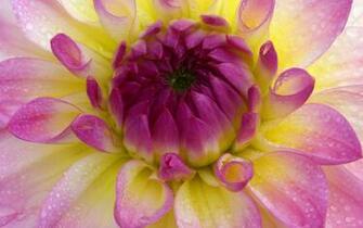 Charming Feminine Pink Flowers HD Wallpaper Flower
